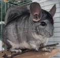 /album/fotogalerie/a258px-chinchilla-patchouli-jpg/